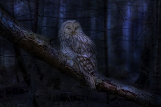 A solitary owl perched silently against a dark night sky, its eyes glowing softly.