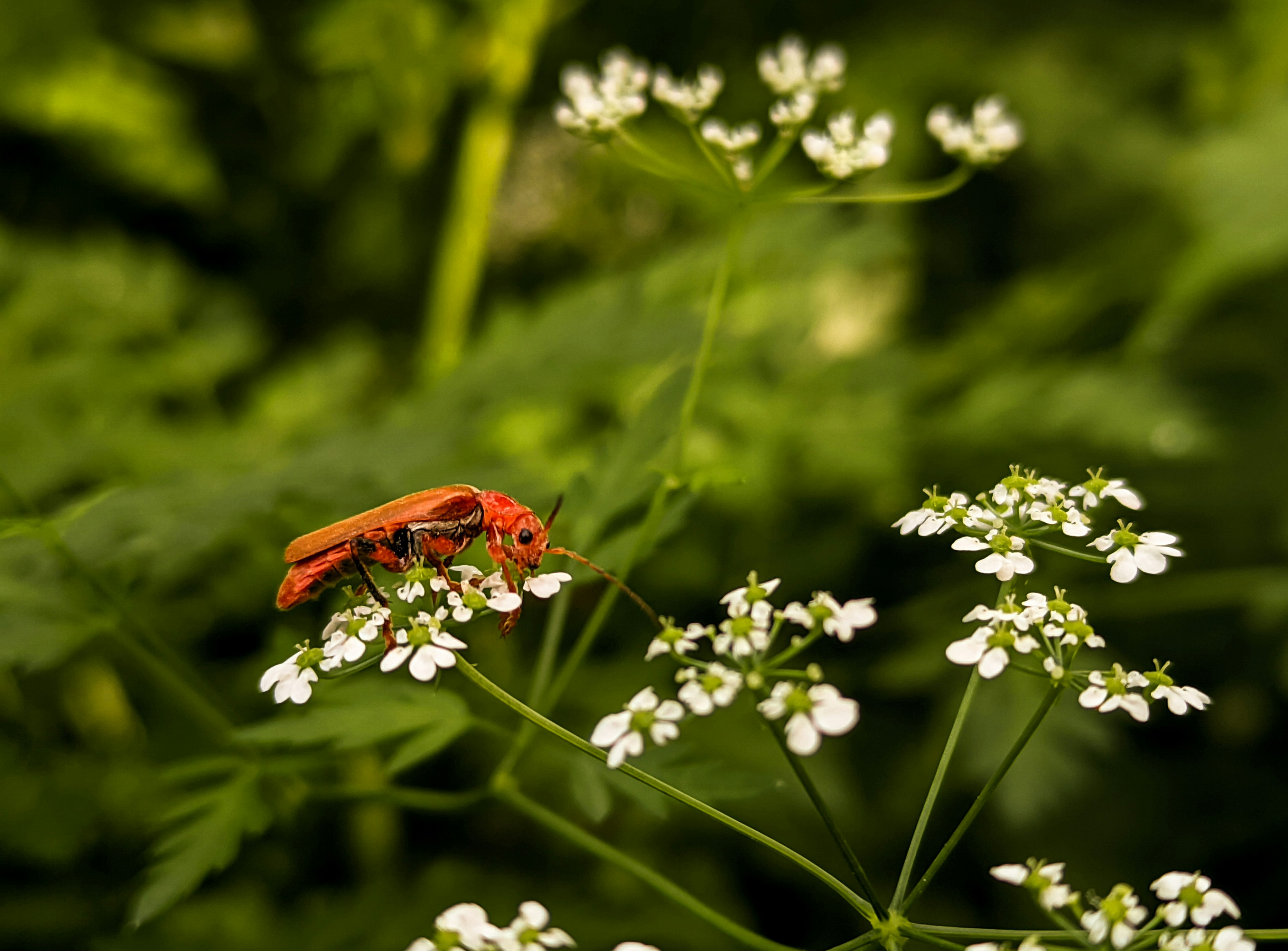 Photo by giga_goriashvili