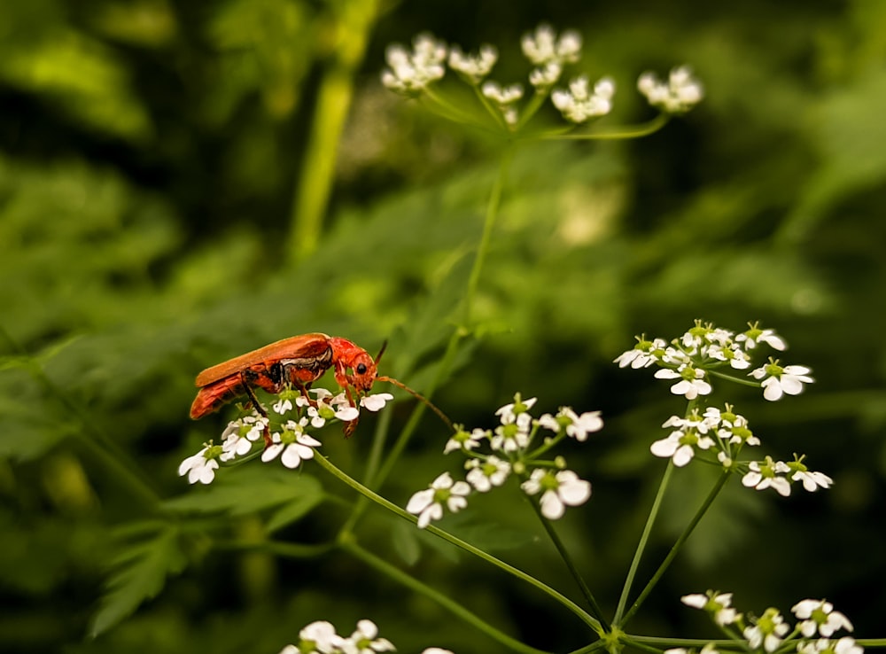 a red bug sitting on top of a white flower