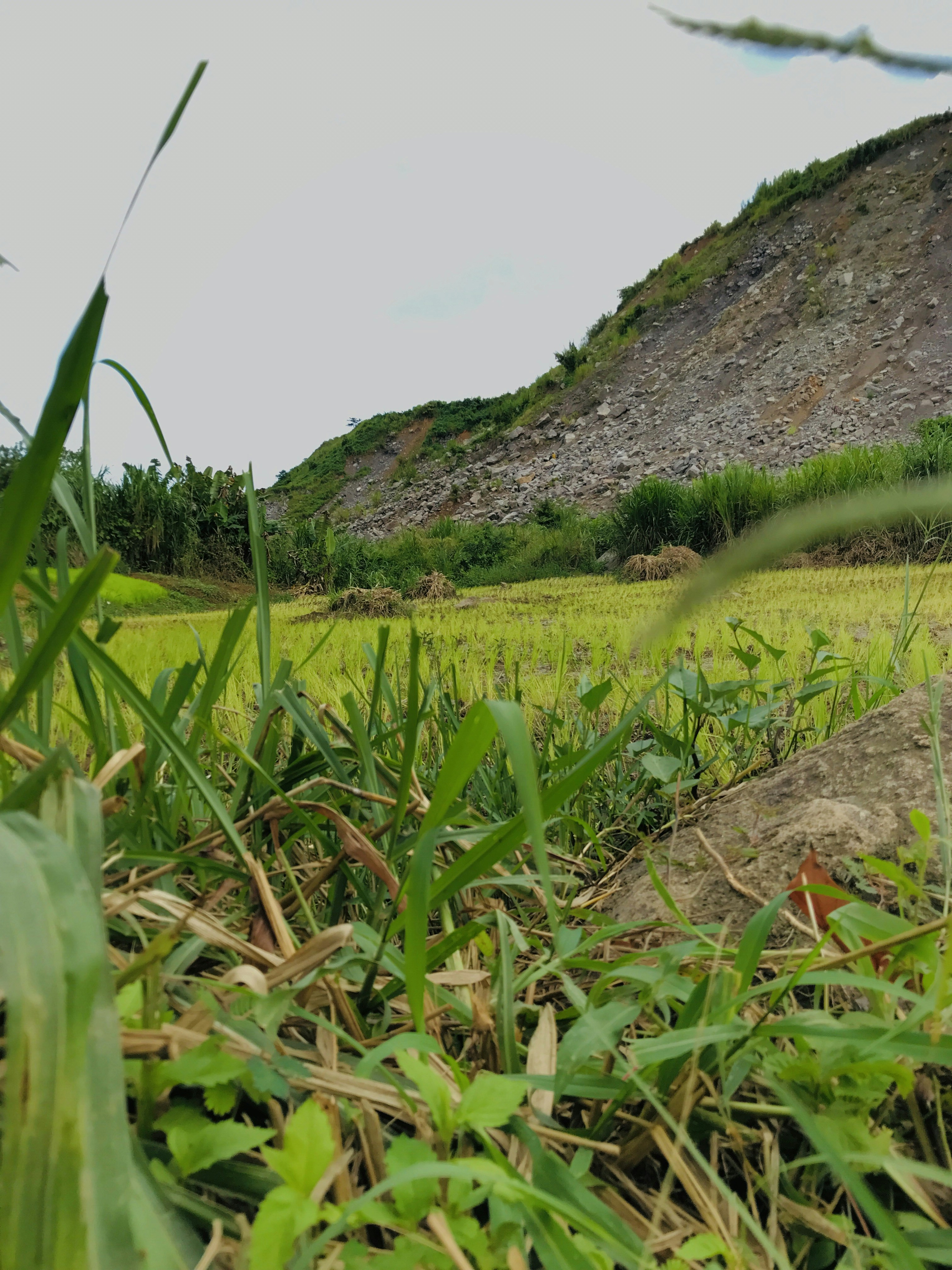a grassy field with a hill in the background