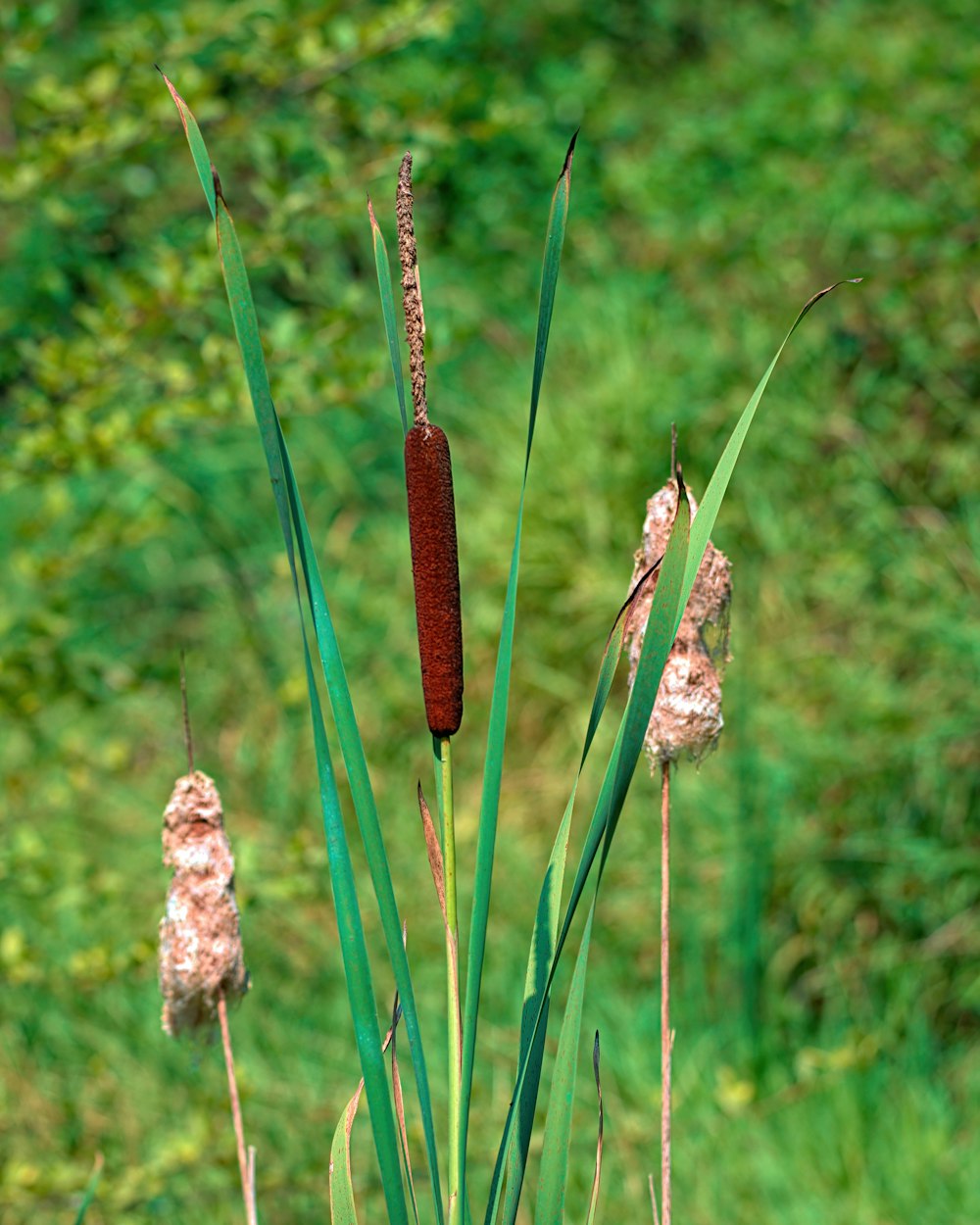 a close up of a plant with a red flower