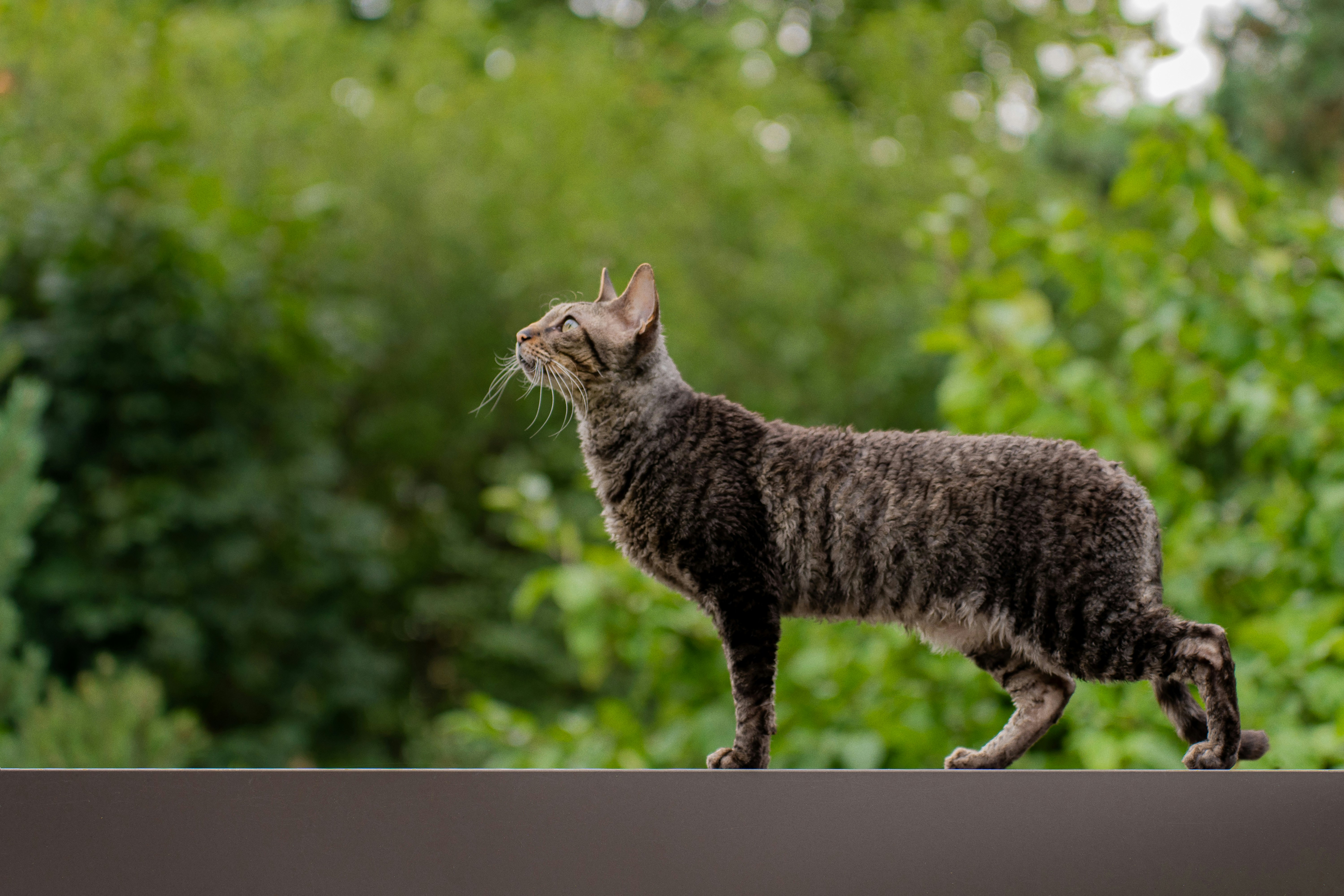 Cornish Rex: The Elegant Athlete (image credits: unsplash)