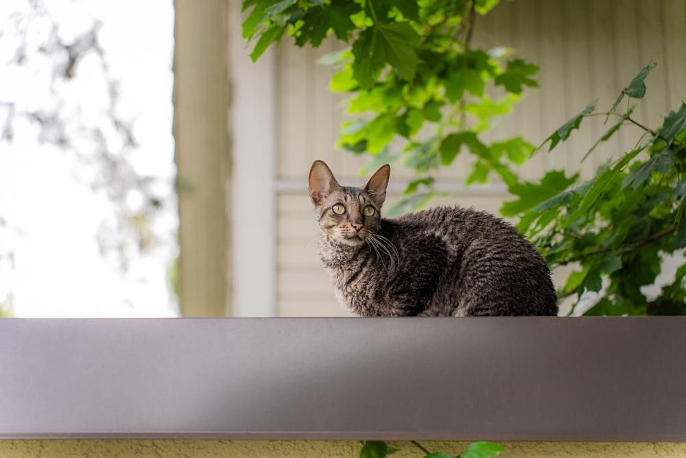 a cat sitting on top of a window sill
