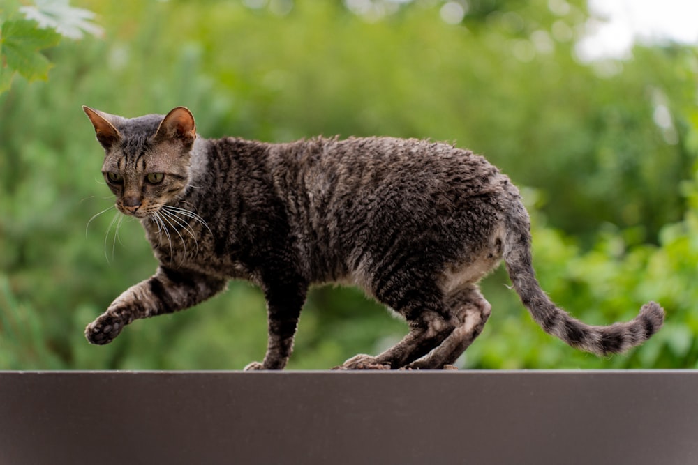 a cat that is walking on a ledge