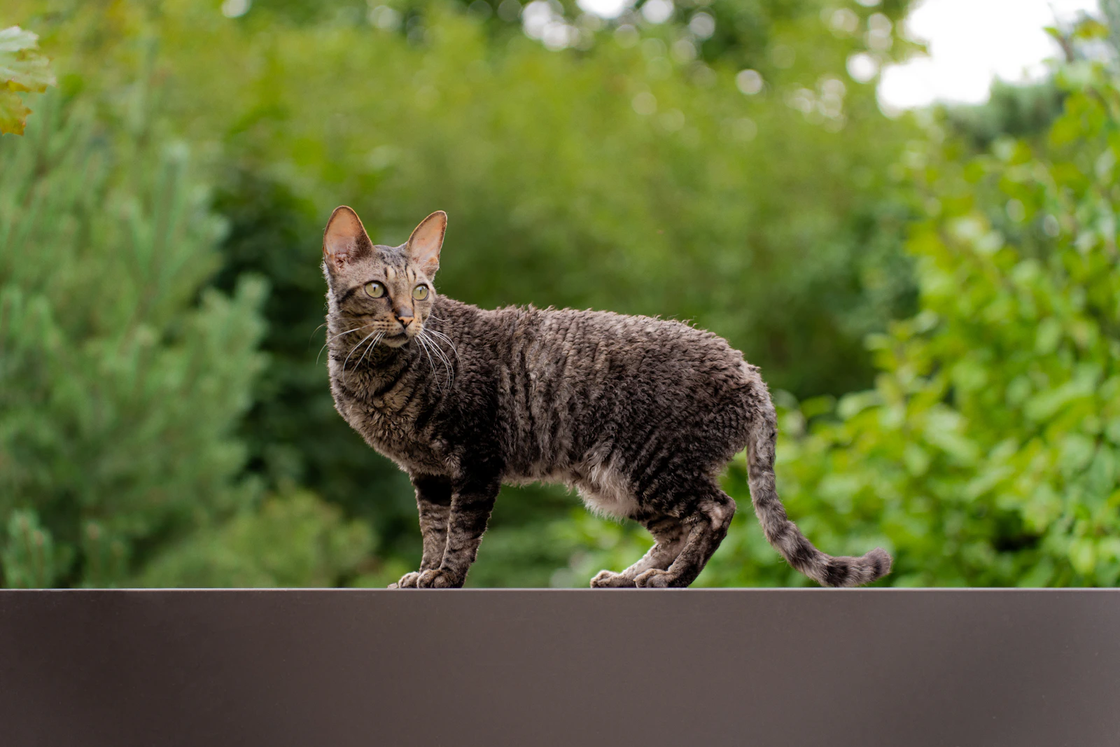 Cornish Rex cat on a wooden fence with curly coat, photo by Anastasiya Badun on Unsplash