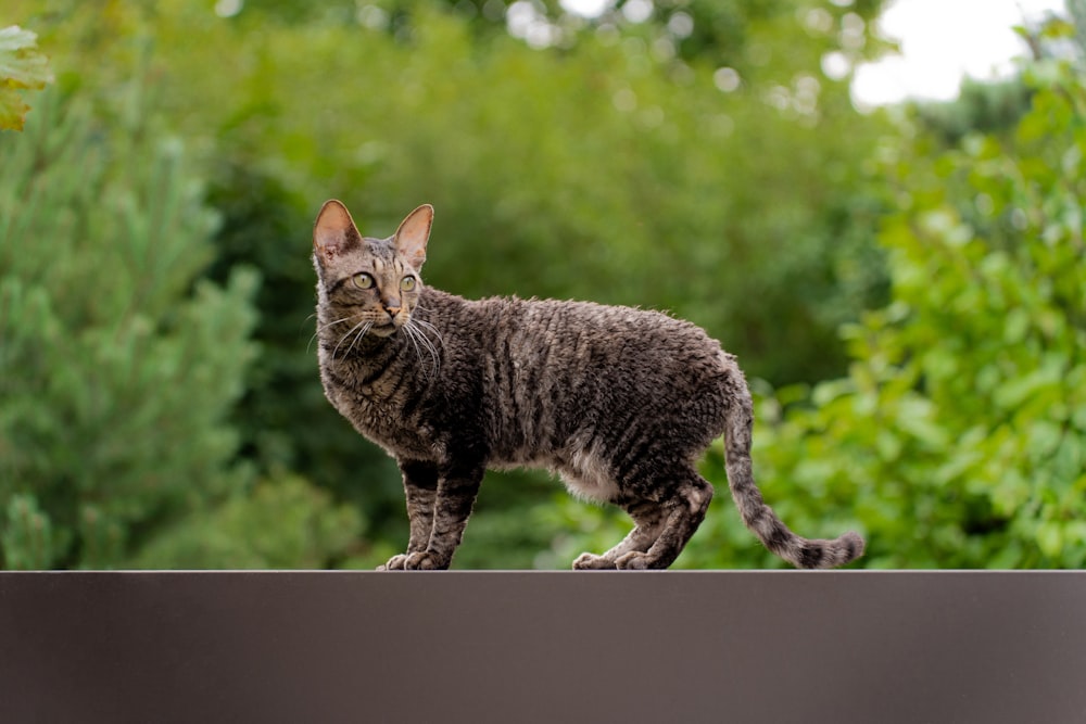 a cat standing on top of a wooden fence