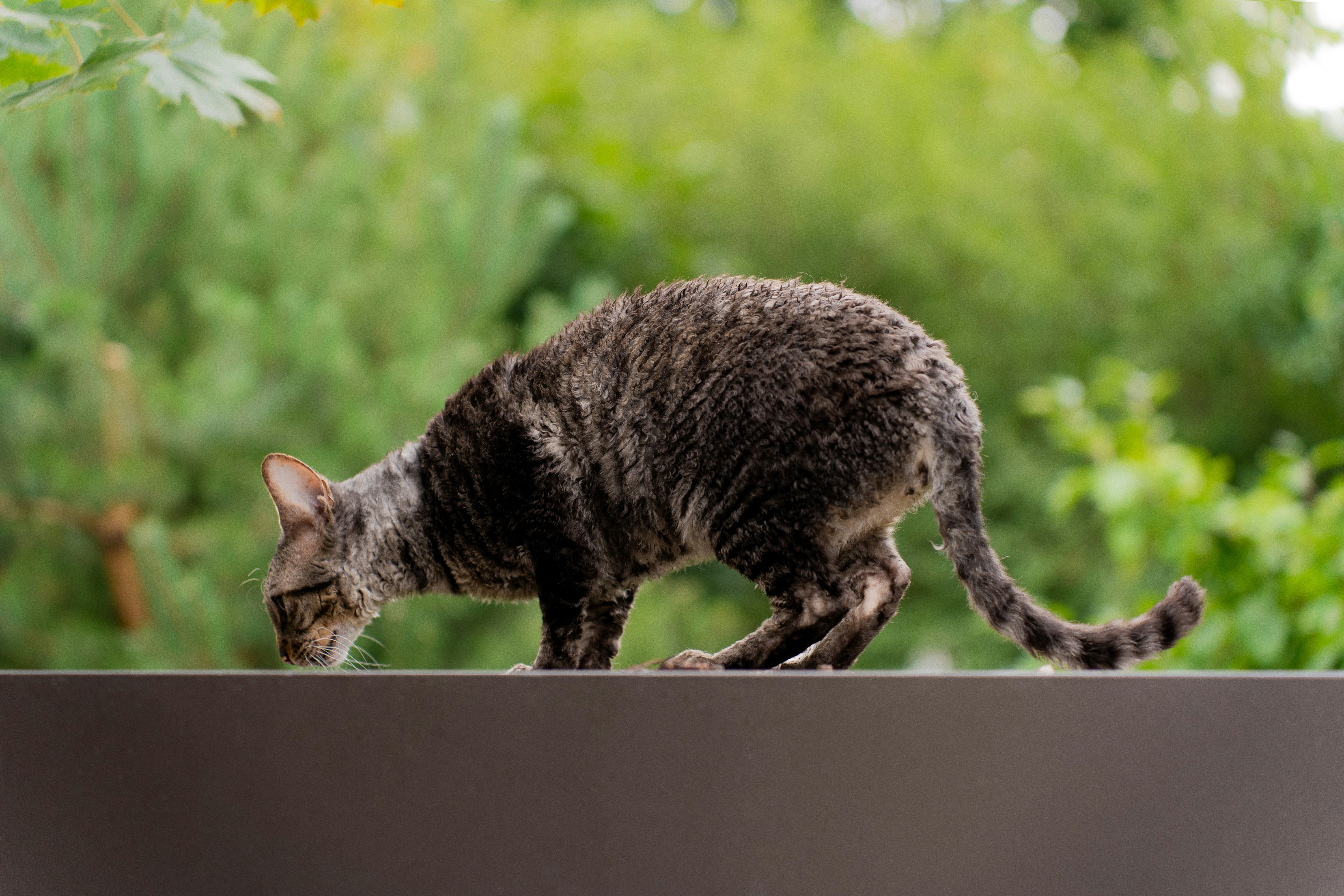 7. Cornish Rex - The Curly-Haired Clown (image credits: unsplash)