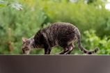 A cat with short, curly fur is carefully walking on a dark, smooth surface, set against a lush, green, leafy background. The cat appears focused, with its head lowered as if sniffing or examining the surface.