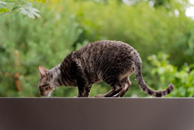 A cat with short, curly fur is carefully walking on a dark, smooth surface, set against a lush, green, leafy background. The cat appears focused, with its head lowered as if sniffing or examining the surface.