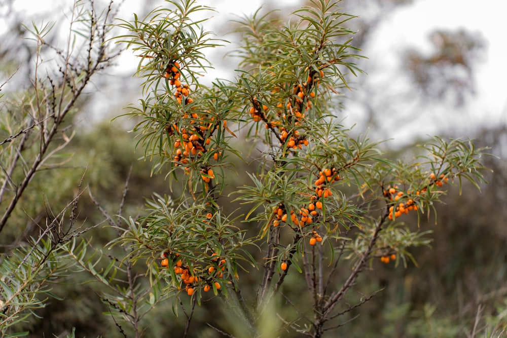 a bush with small orange berries on it