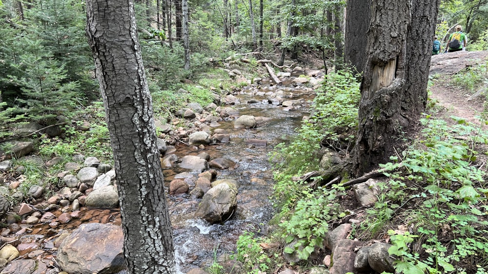 a stream running through a forest filled with lots of trees