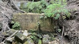A clear freshwater spring surrounded by lush greenery.