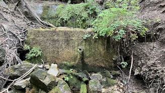 Natural mineral water bubbling up from a clear spring surrounded by lush greenery.