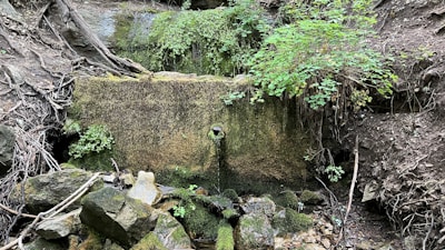 A flowing natural spring surrounded by lush greenery and native plants.