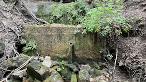 A mountain spring source surrounded by lush greenery where Aquanor water is collected.