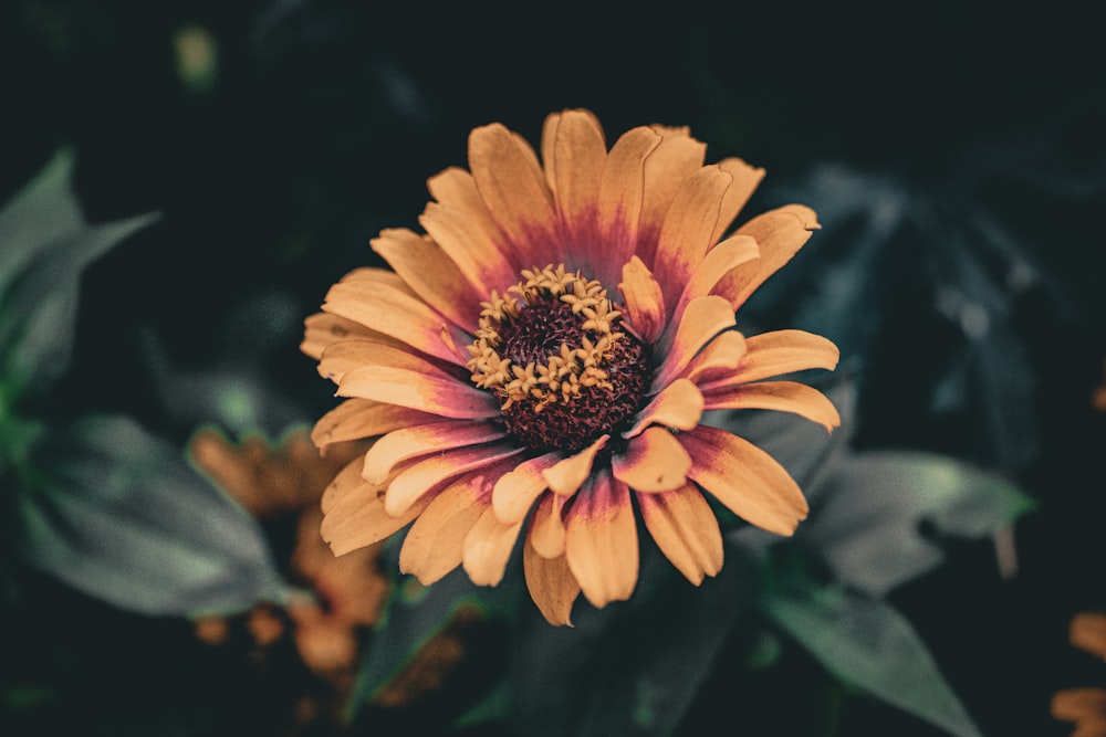 a close up of a yellow and red flower