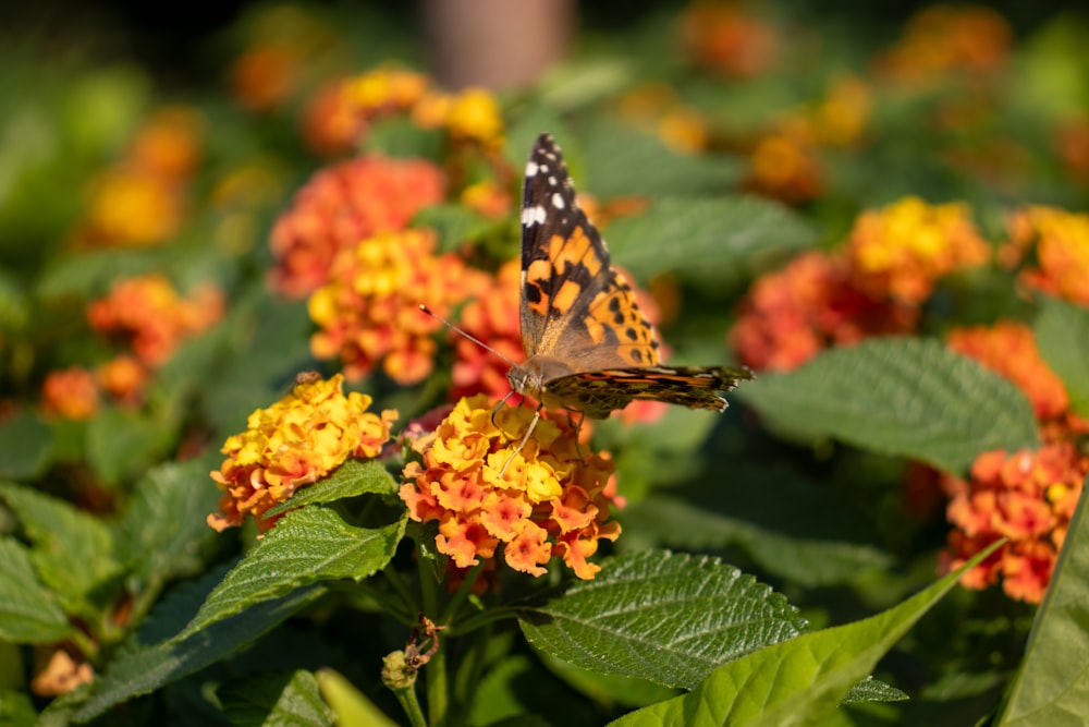 a butterfly sitting on top of a yellow and red flower