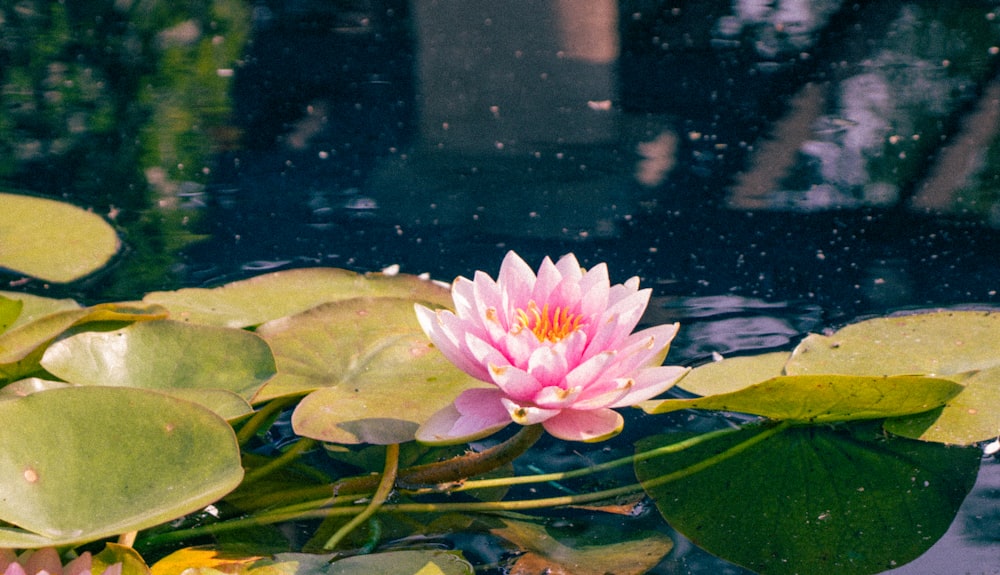 a pink water lily in a pond with lily pads