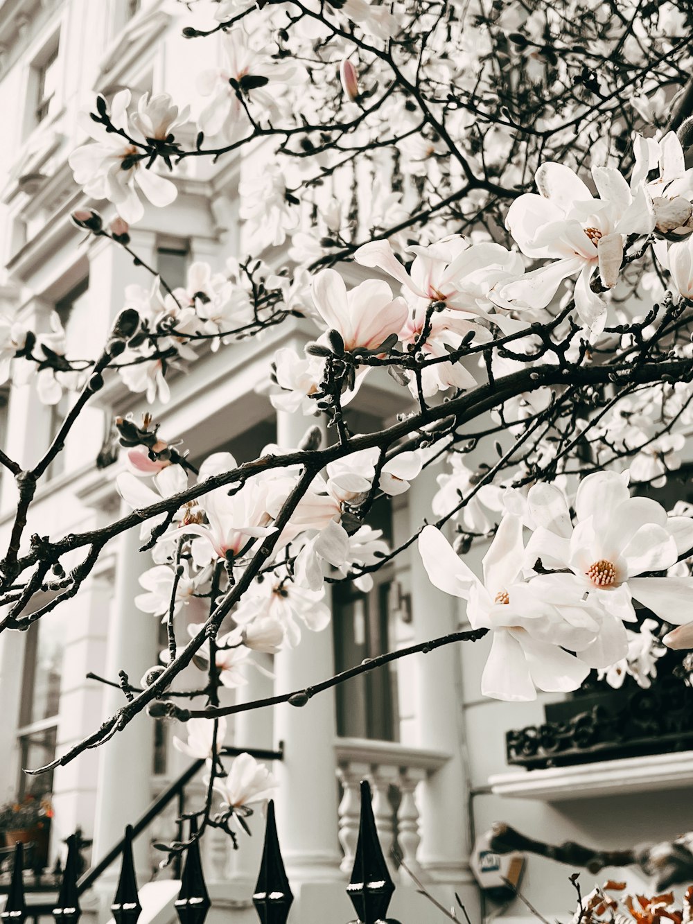 a tree with white flowers in front of a building