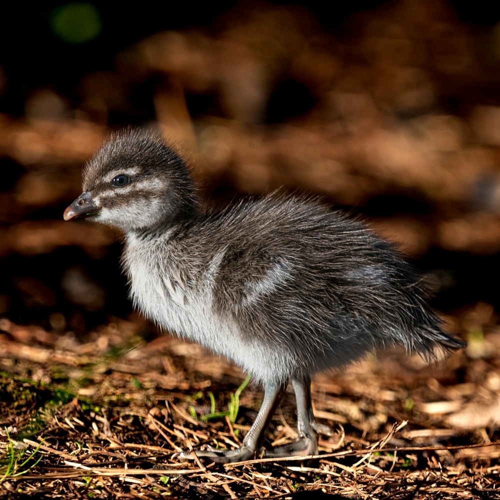 a small bird standing on top of dry grass