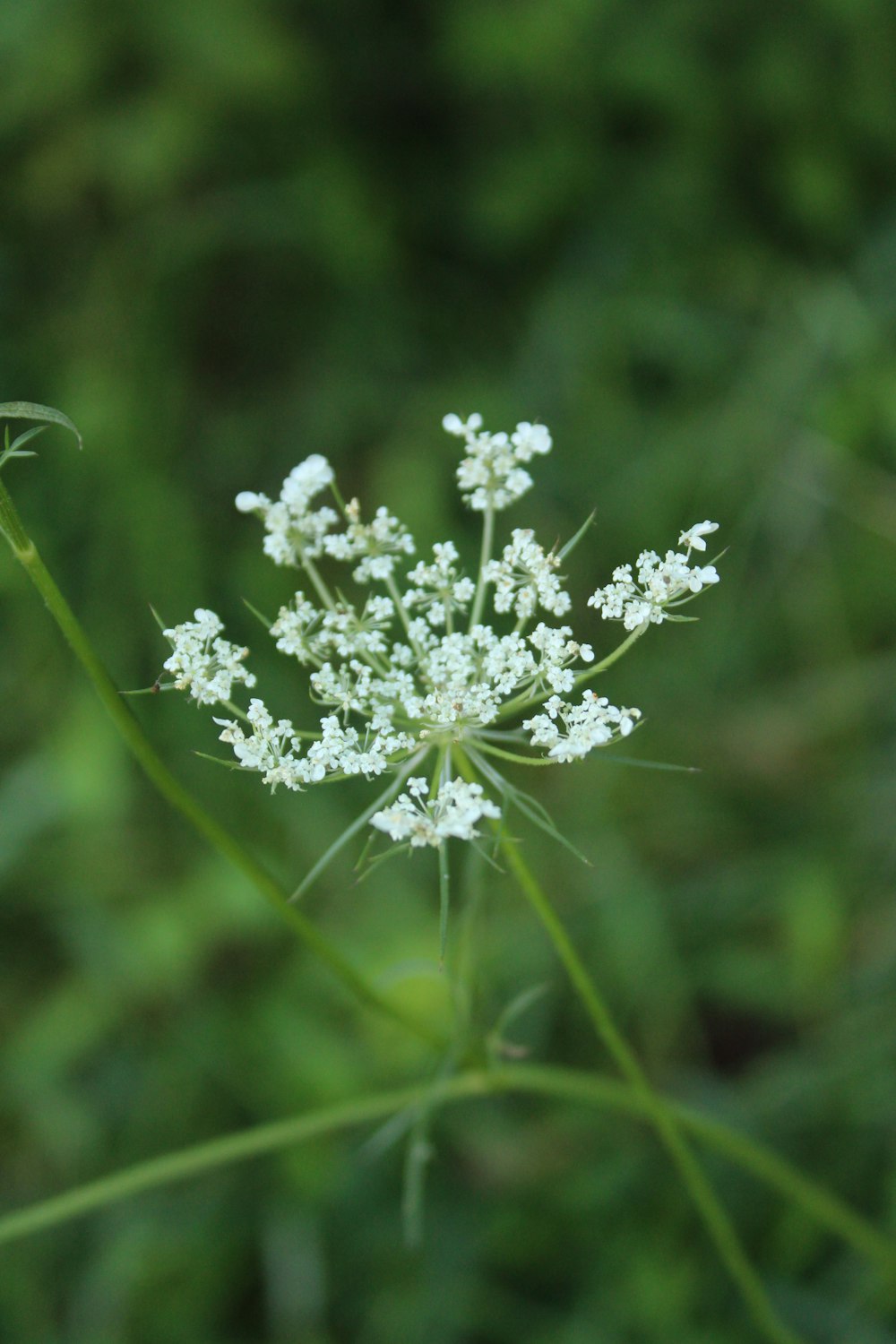 a close up of a white flower in a field