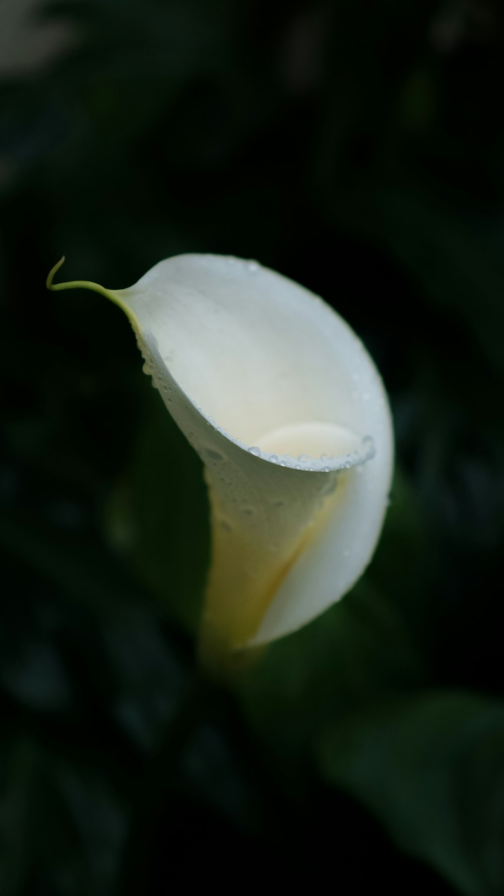 a close up of a white flower with green leaves