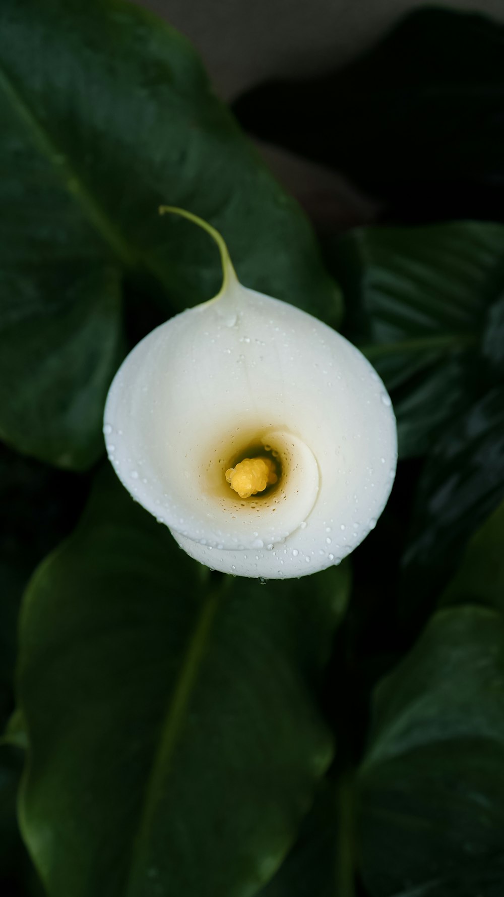 a white flower with a yellow center surrounded by green leaves