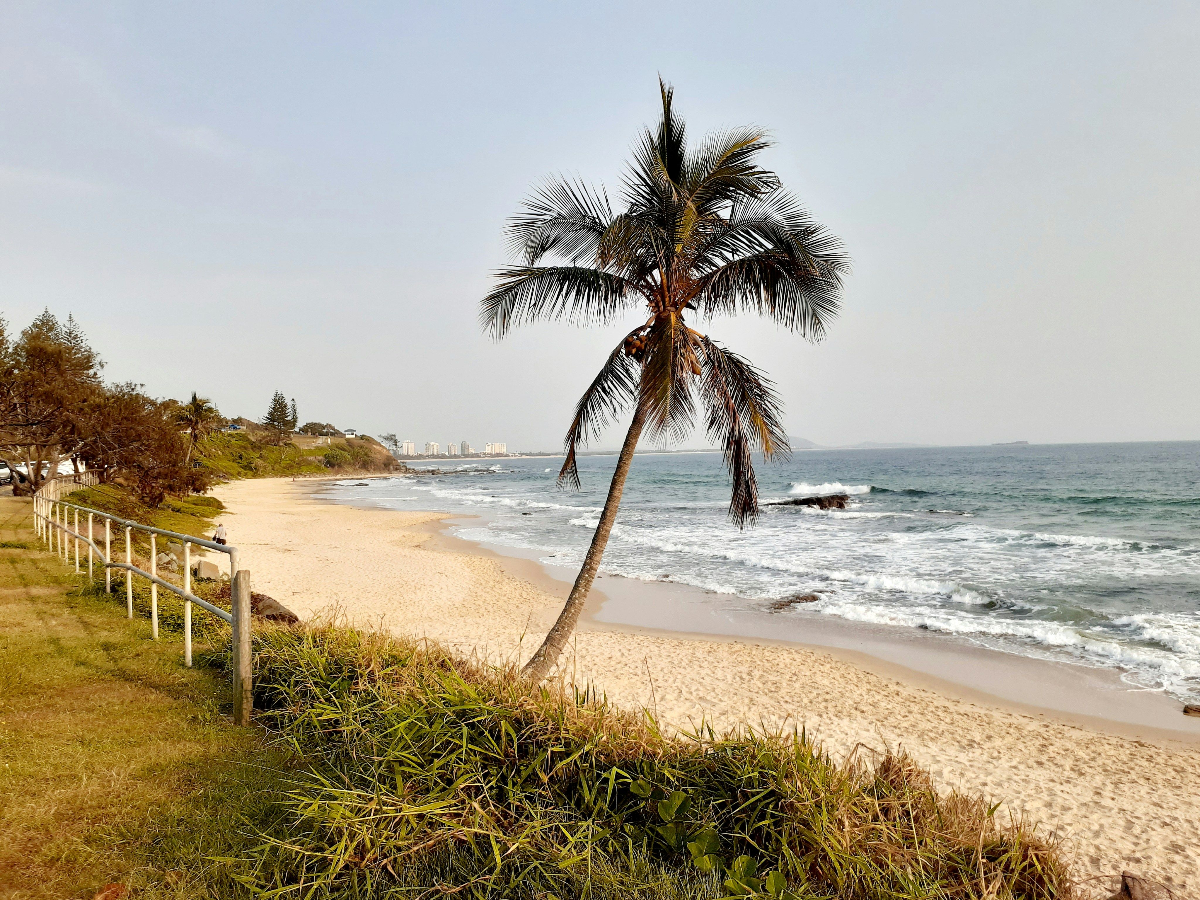 a palm tree on a beach next to the ocean