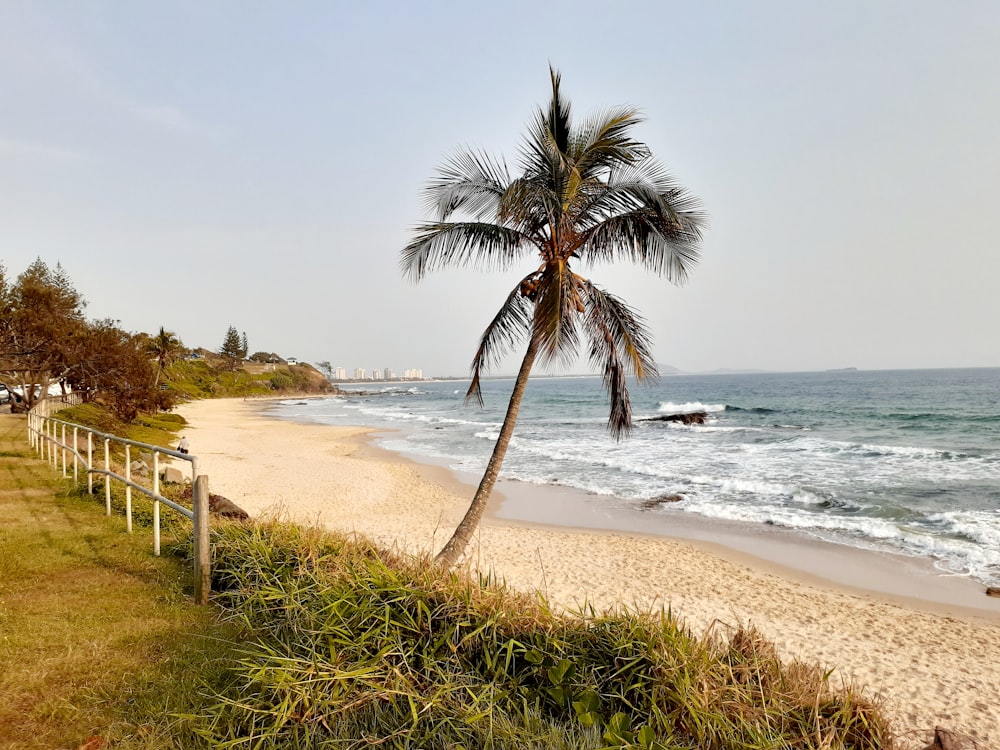 a palm tree on a beach next to the ocean