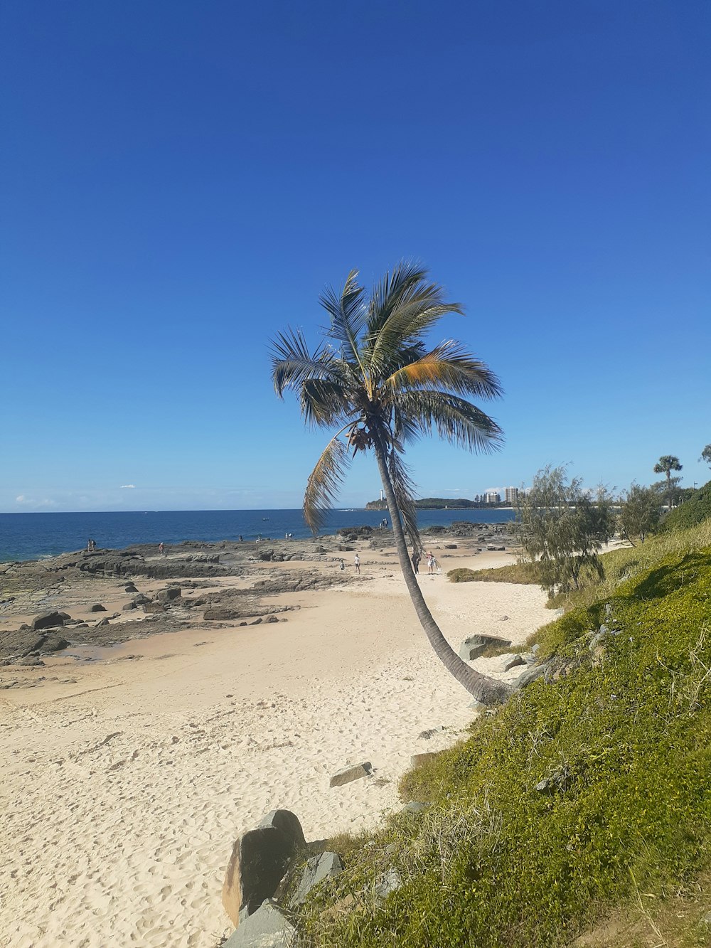 a palm tree on a sandy beach with the ocean in the background