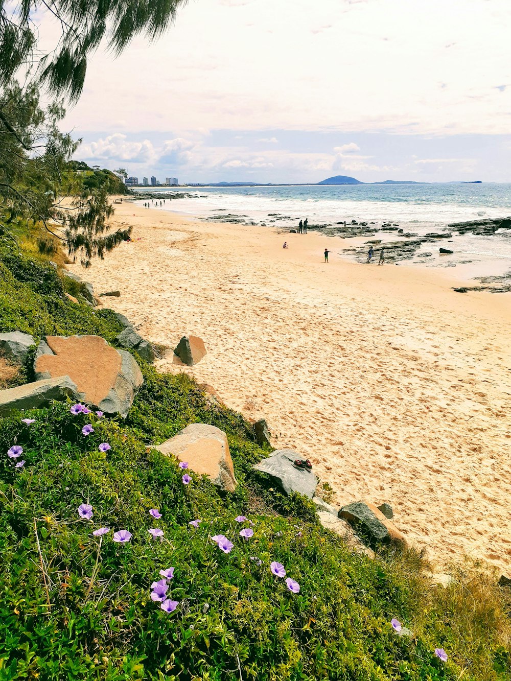 a sandy beach with purple flowers growing on it