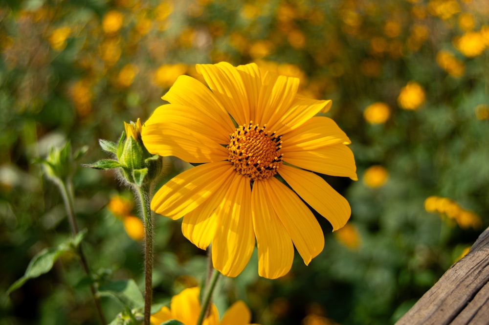 a close up of a yellow flower near many other flowers