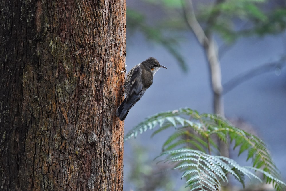 Un pequeño pájaro encaramado en el costado de un árbol