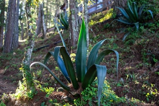 A lush, green agave plant with long, curved leaves grows in a sunlit forest area. The ground is covered with brown pine needles and small green plants. Tall trees with moss-covered trunks surround the agave, filtering sunlight through the forest canopy.