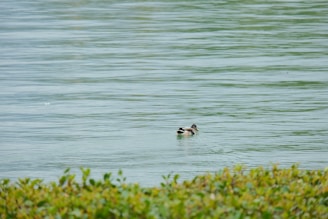 A playful scene of the duck floating in a small pond surrounded by question marks.
