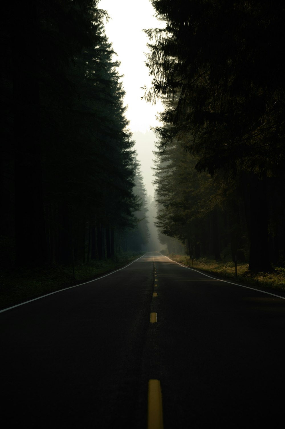a dark road with trees on both sides