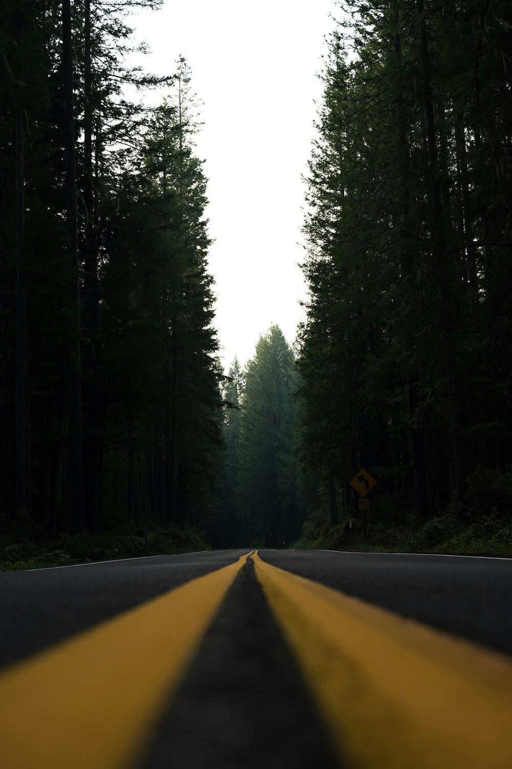 a yellow line on a road in the middle of a forest