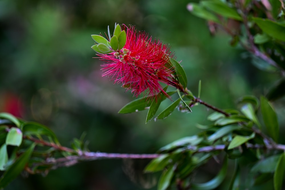 a close up of a red flower on a tree branch