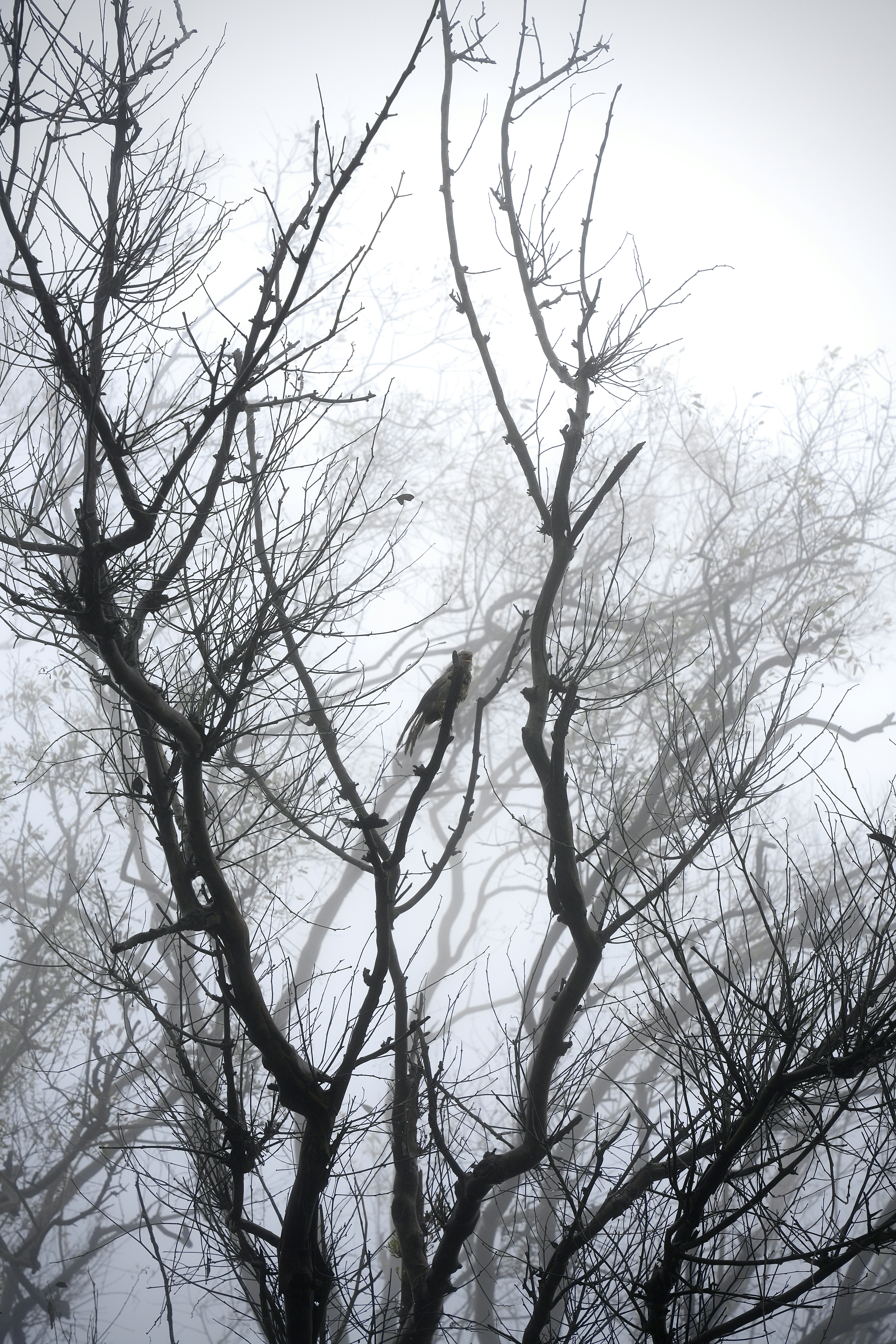 Photo by chaya_chitra2022