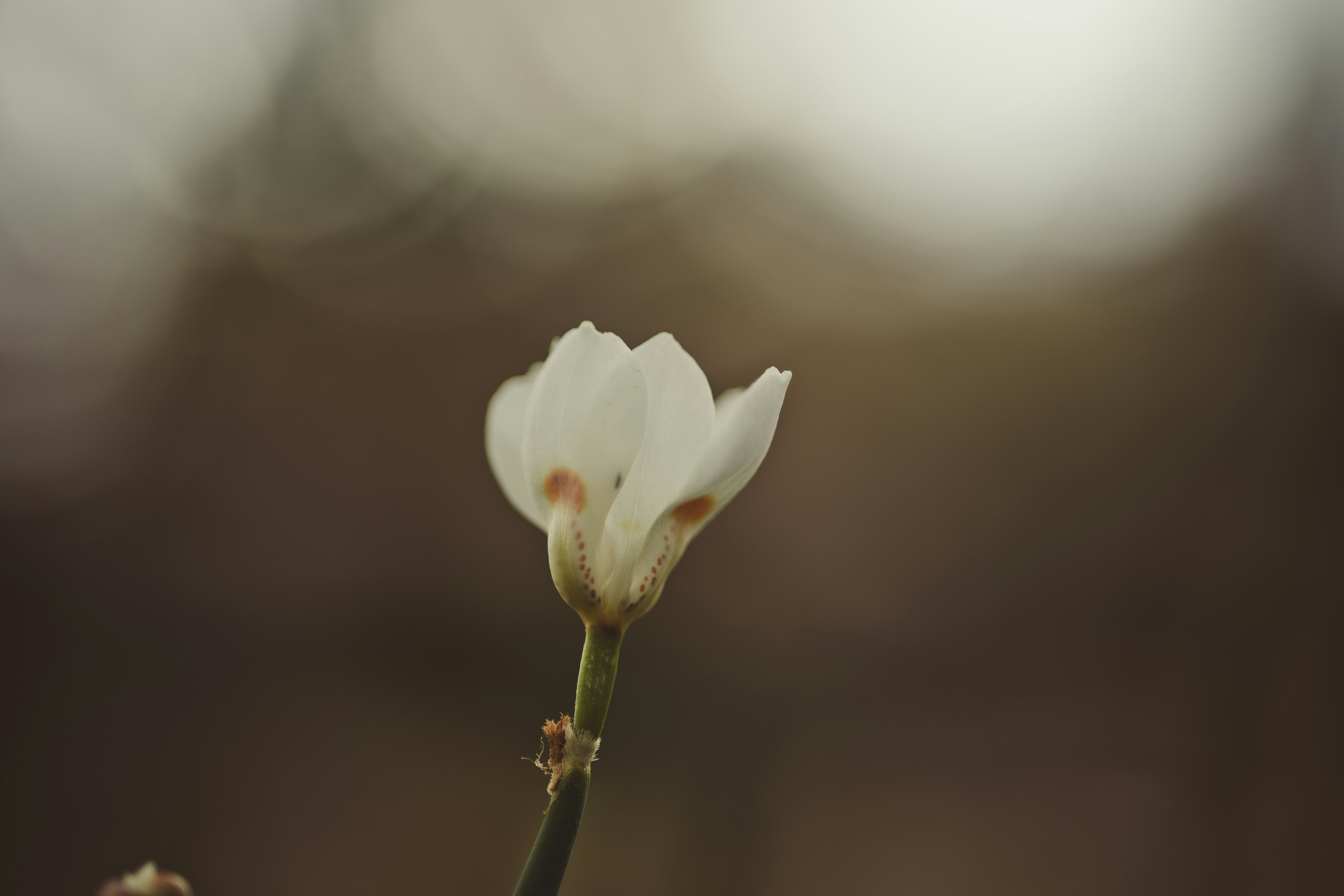 Photo by rrodriguesim