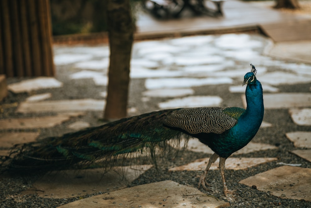 a peacock standing on a stone walkway next to a tree
