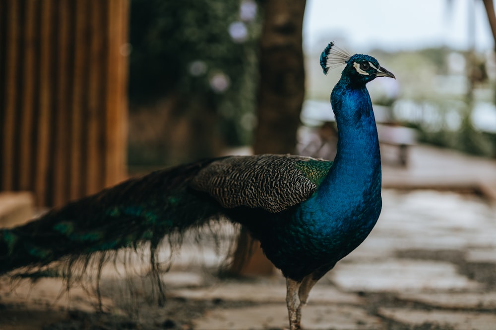 a peacock standing on the ground in front of a building