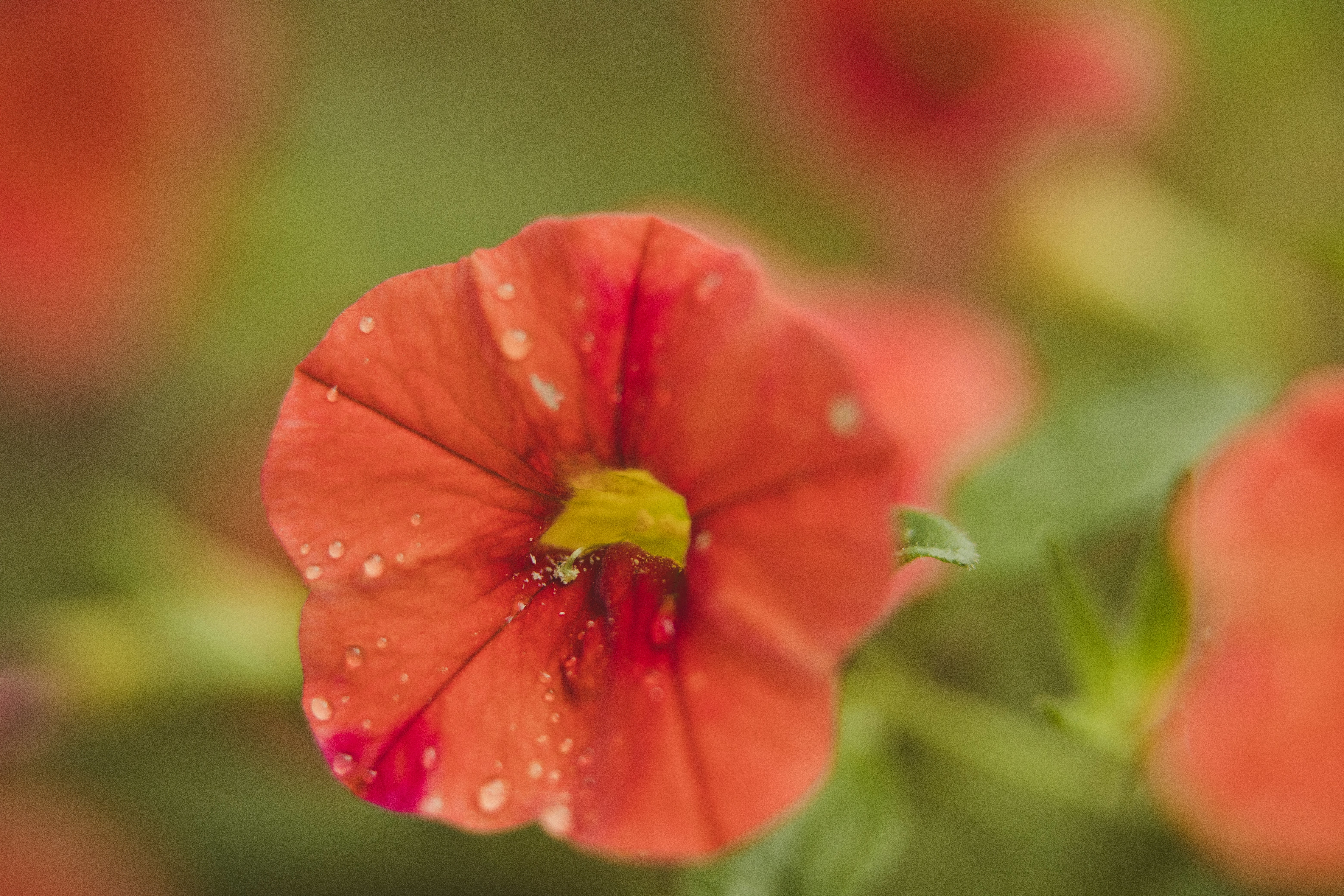 Photo by rrodriguesim