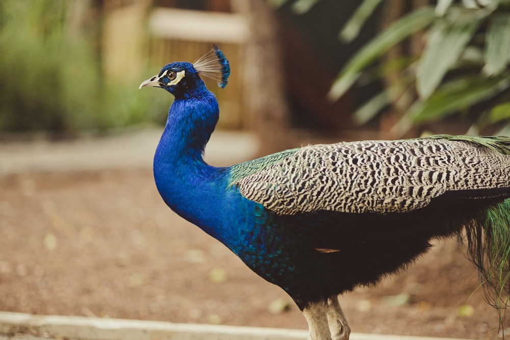 a peacock standing on the side of a road