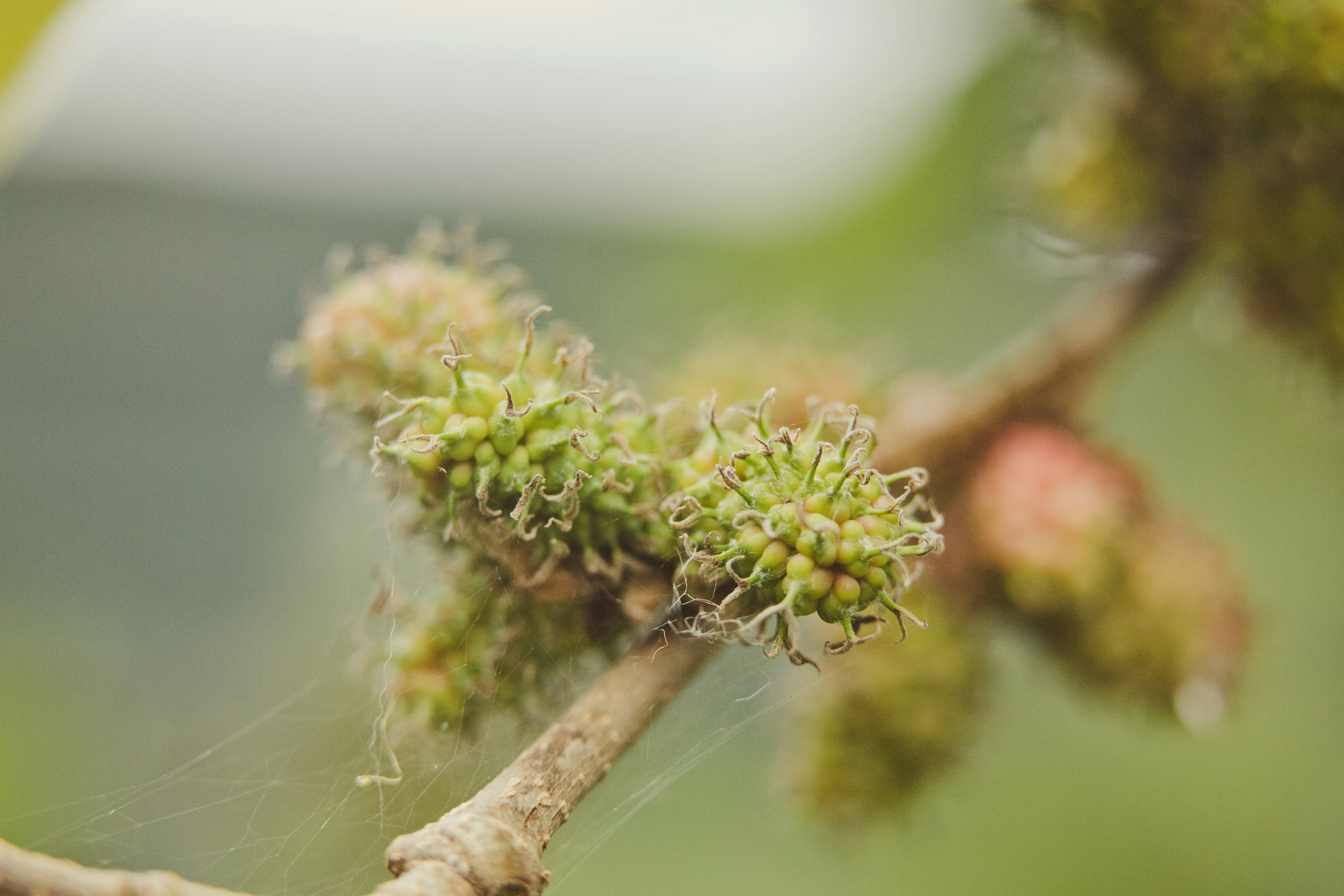 Photo by rrodriguesim