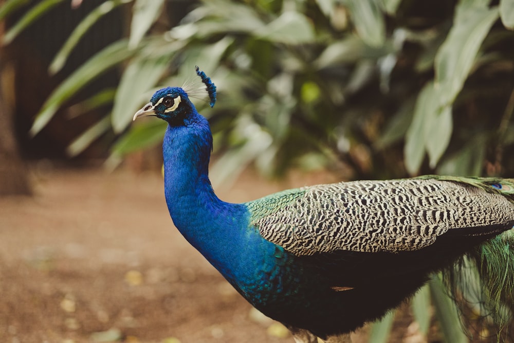a peacock standing in front of a bush