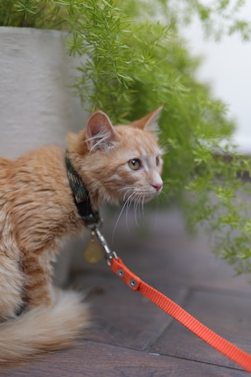 A ginger kitten with soft fur wearing a green collar and an ID tag is attached to an orange leash. The kitten is positioned on a wooden floor with a backdrop of lush green plants, giving the scene a natural, outdoor feel.