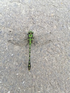 A green dragonfly with black stripes is resting on a rough, gray asphalt surface. Its intricate wings are outstretched, revealing detailed patterns. The dragonfly is centered in the image, providing a clear view of its elongated body and vibrant colors against the contrasting neutral background.