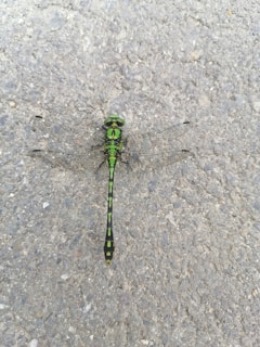 A green dragonfly with black stripes is resting on a rough, gray asphalt surface. Its intricate wings are outstretched, revealing detailed patterns. The dragonfly is centered in the image, providing a clear view of its elongated body and vibrant colors against the contrasting neutral background.