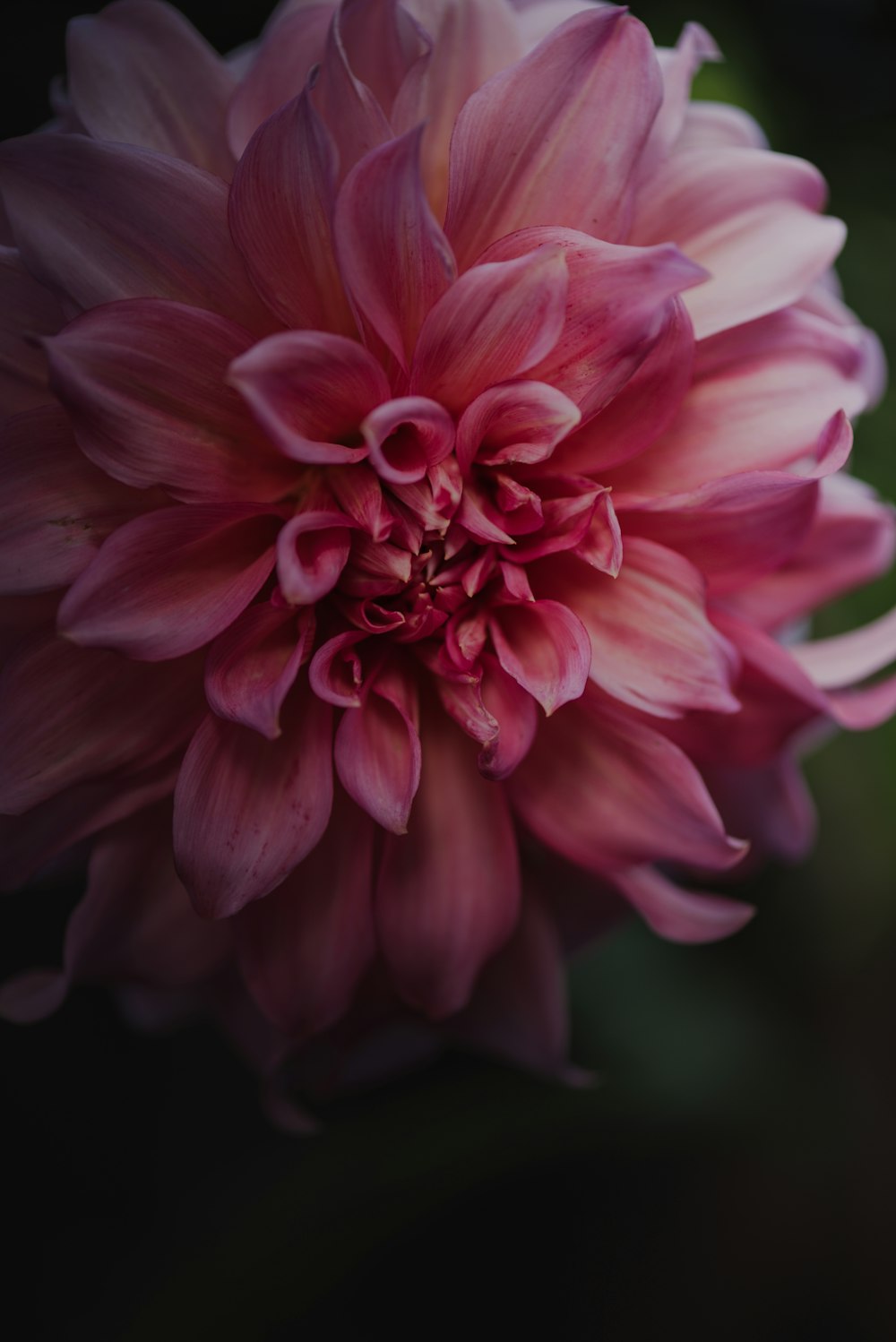 a close up of a pink flower on a black background